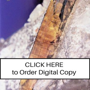 CLICK HERE TO ORDER DIGITAL COPY of Vol 21 no 6.2 - $12